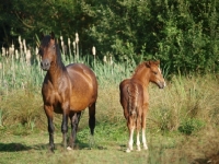 Picture of Welsh Cob (section d)