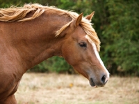 Picture of Welsh Cob (section d)