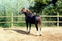 Picture of welsh cobs sec d stallion 