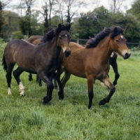 Picture of welsh cobs (section d) fillies and colts trotting together