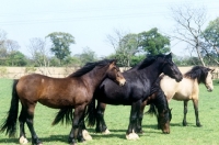 Picture of welsh cobs (section d) in a field
