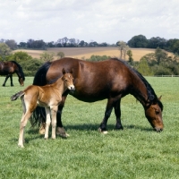 Picture of welsh cobs (section d), mare and foal
