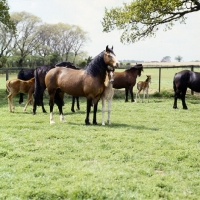 Picture of welsh cobs (section d) mares and foals  