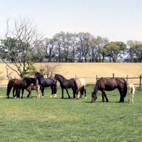 Picture of welsh cobs (section d), mares and foals in a group