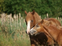 Picture of Welsh Cobs (section d) nuzzling