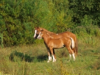 Picture of Welsh Cobs (section d)