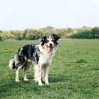 Picture of welsh collie standing on grass