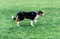 Picture of welsh collie trotting on grass
