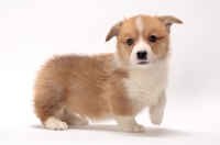 Picture of Welsh Corgi Pembroke puppy in studio