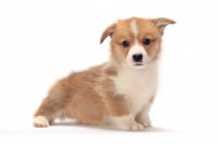 Picture of Welsh Corgi Pembroke puppy, looking at camera