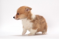 Picture of Welsh Corgi Pembroke puppy on white background
