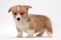 Picture of Welsh Corgi Pembroke puppy on white background
