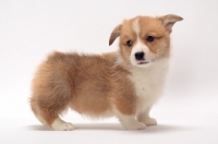 Picture of Welsh Corgi Pembroke puppy, side view