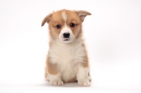 Picture of Welsh Corgi Pembroke puppy sitting down on white background