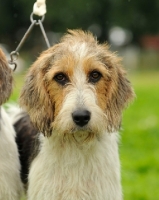 Picture of welsh foxhound (has a more wiry coat compared to English Foxhound)