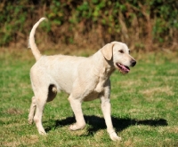 Picture of Welsh Foxhound, rare breed