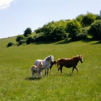 Picture of welsh mountain ponies at pendock stud,