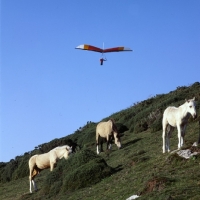 Picture of welsh mountain ponies at rhosilli, gower peninsula with a hang glider