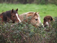 Picture of Welsh Mountain Ponies behind hedge