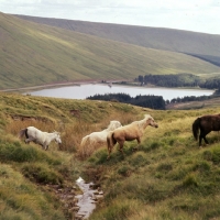 Picture of welsh mountain ponies crossing stream on the brecon beacons