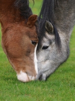 Picture of Welsh Mountain Ponies grazing together