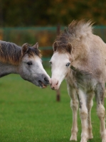 Picture of Welsh Mountain Ponies greeting each other
