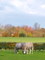 Picture of Welsh Mountain Ponies in autumn