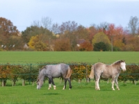 Picture of Welsh Mountain Ponies in field
