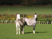 Picture of Welsh Mountain Ponies in field