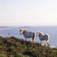 Picture of welsh mountain ponies, mare and foal, at rhosilli, gower peninsula