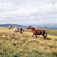 Picture of welsh mountain ponies, mare and foal, on the brecon beacons