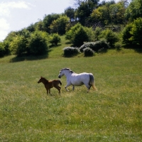 Picture of welsh mountain ponies, mare and foal at pendock stud