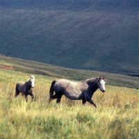 Picture of welsh mountain ponies mare and foal, on the brecon beacons