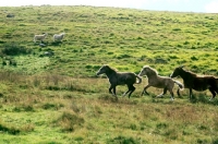 Picture of welsh mountain ponies, mare and two foals, on the brecon beacons with sheep