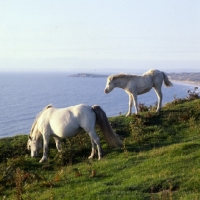 Picture of welsh mountain ponies, mare and foal, at rhosilli, gower peninsula