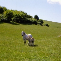 Picture of welsh mountain ponies, mare and foal at pendock stud, 