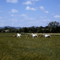 Picture of welsh mountain ponies, mares and foals at pendock stud, 