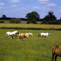 Picture of welsh mountain ponies mares and foals at pendock stud,