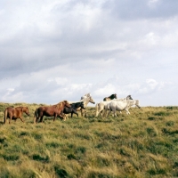 Picture of welsh mountain ponies, mares and fillies on the brecon beacons