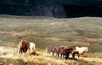 Picture of welsh mountain ponies, mares and foals, on the brecon beacons