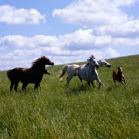 Picture of welsh mountain ponies mares and foals in action at pendock stud,