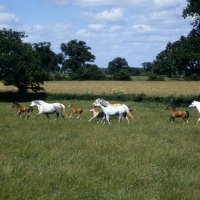 Picture of welsh mountain ponies mares and foals at pendock stud