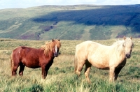 Picture of welsh mountain ponies on brecon beacons, stallion and mare 