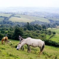 Picture of welsh mountain ponies on brecon beacons