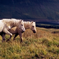 Picture of welsh mountain ponies on the brecon beacons 