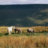 Picture of welsh mountain ponies on the brecon beacons