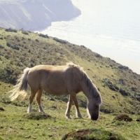 Picture of welsh mountain ponies on the gower peninsula