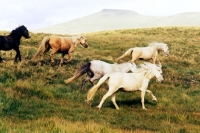 Picture of welsh mountain ponies running on the brecon beacons