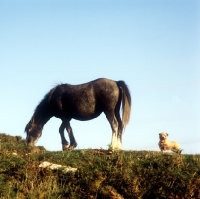 Picture of welsh mountain pony and norfolk terrier on hillside