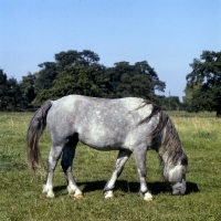 Picture of welsh mountain pony at dalhabboch stud